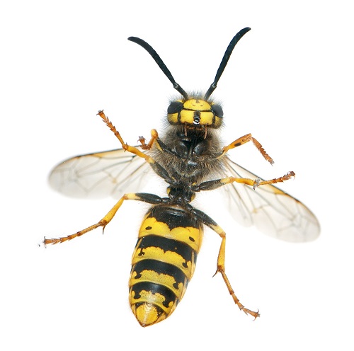 La alergia al veneno de avispas y abejas se puede curar con una vacuna en más del 95% de los casos