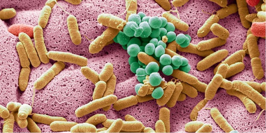 ¿Por qué debemos cuidar la microbiota?
