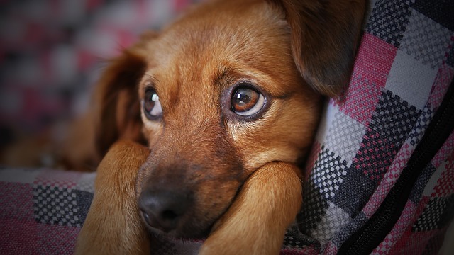 Evitar a los perros no hará que superes tu fobia pero tenerlo en casa, probablemente sí (Vía Hola.com)