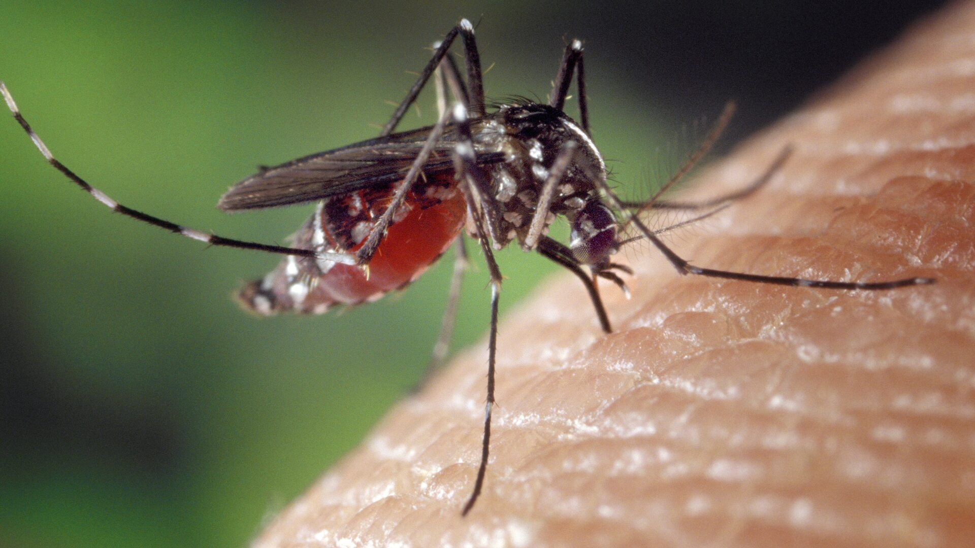 Los expertos alertan de un aumento de reacciones alérgicas a picaduras de mosquito en Alicante